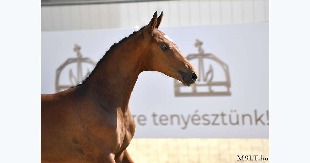 MSLT csiko1200