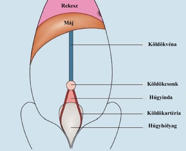 A Csikó Köldökének Anatómiája
