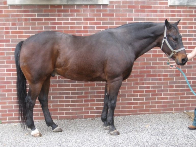Tipikus metabolikus szindrómában szenvedő ló képe Jól láthatóak z abnormális zsírdepók a felső nyakélen a farokbúbon a lapocka és borda tájékon