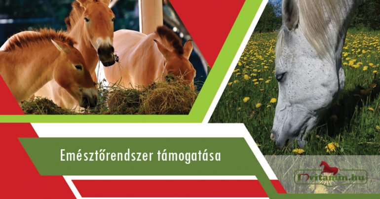 Emesztorendszer tamogatasa og