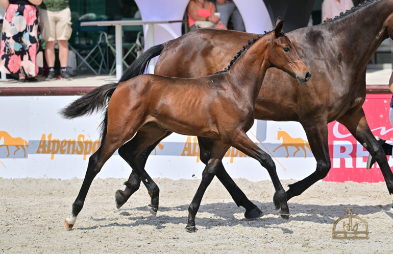 Kanca champ 32