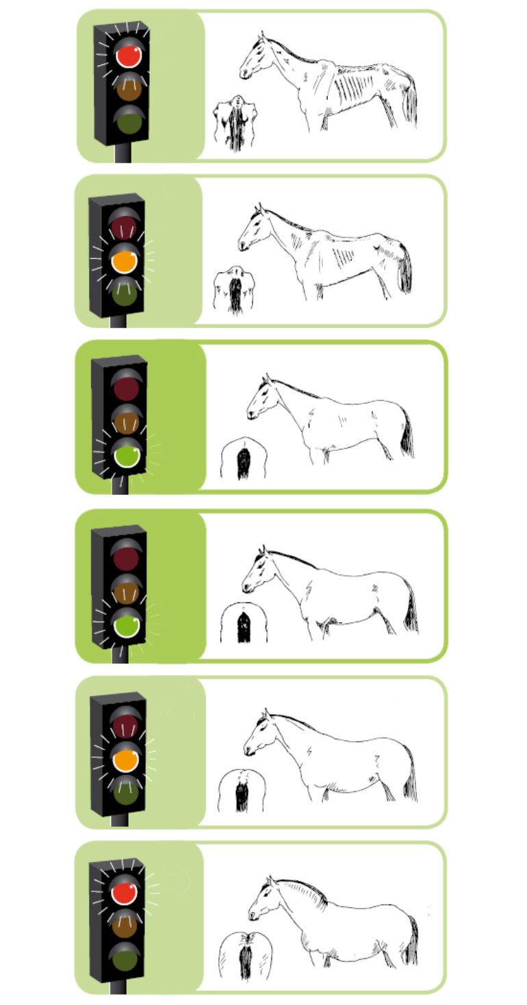 ló szív-egészségügyi lovak