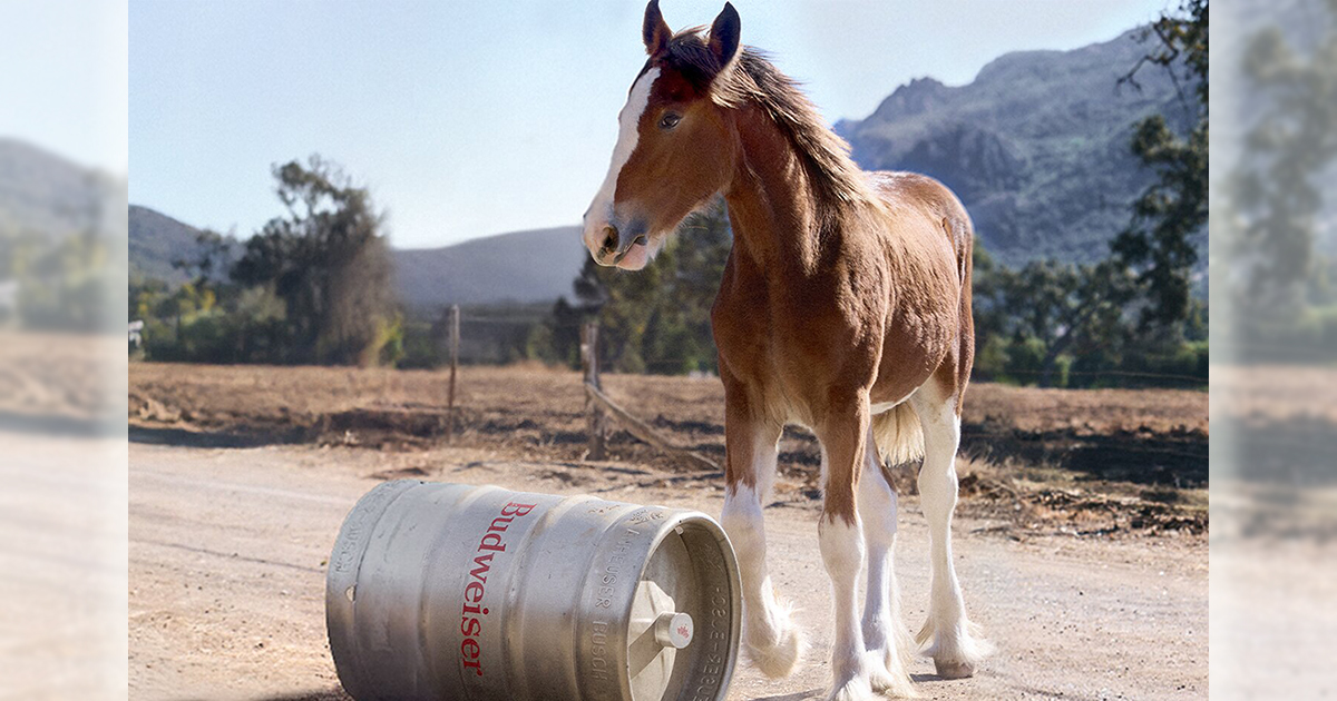 Budweiser2025 og