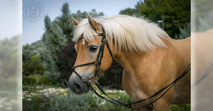 Haflingi 1200