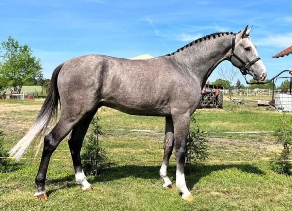 Hickstead White - Nimmendor 