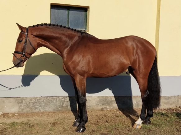 Nabob de Bognár