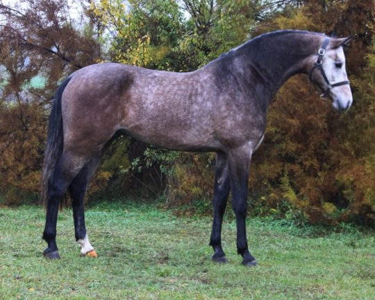 Purle F van de Vihta