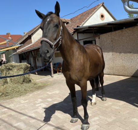 Báró