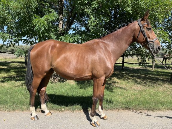 Cyrano M
