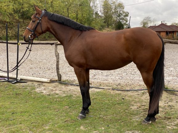 Favorit Calypso
