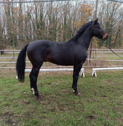 Black Jack