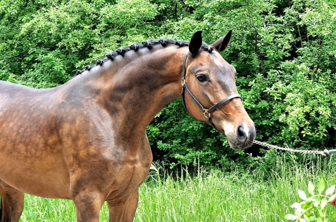 Bobby BALOUBET DU ROUET 