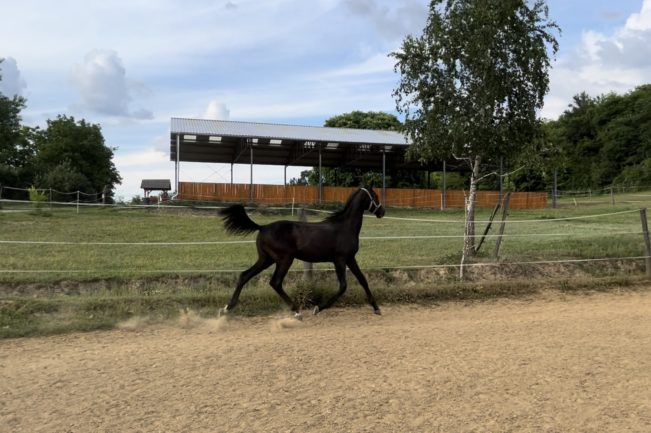 15 hónapos herélt csikó