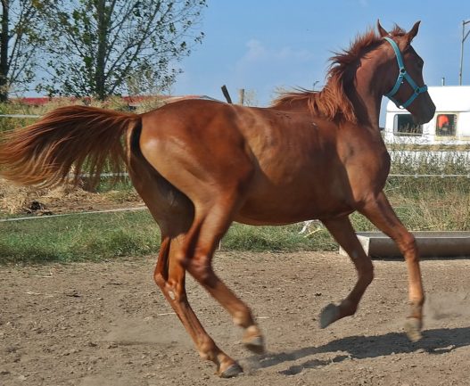 Szikrázó Canasta