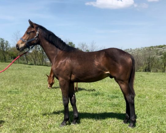 Dauphin