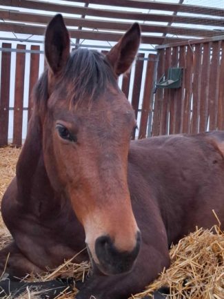 Dauphin