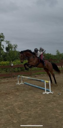 Favorit Calypso