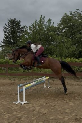 Favorit Calypso
