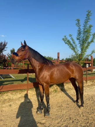 Favorit Calypso