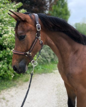 Dauphin