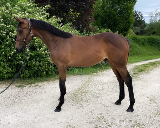 Dauphin