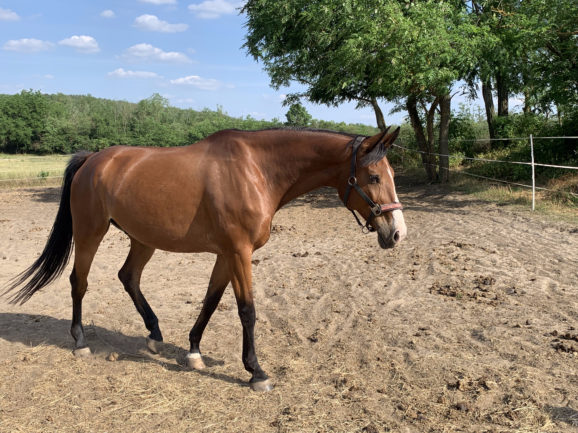Caspian