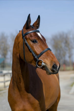 M'Cassino