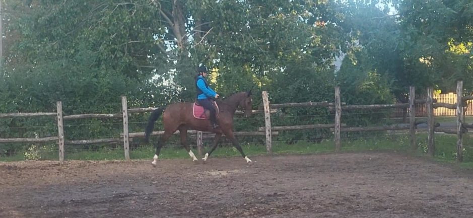 Pipacs 