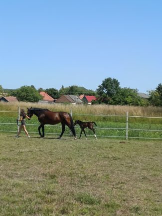 Hízelgő 