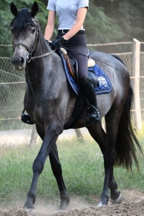 Chief Orator (Chico B / Chacco Blue)