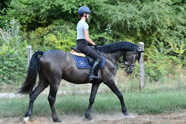 Chief Orator (Chico B / Chacco Blue)