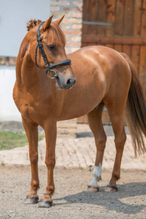 Kis Herceg