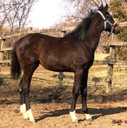 Labalo Blue