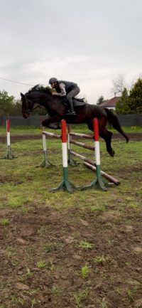 Gulliver