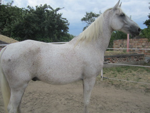 Zarándok
