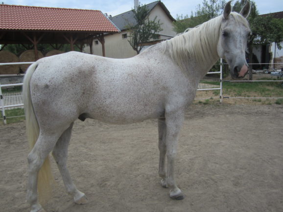Zarándok