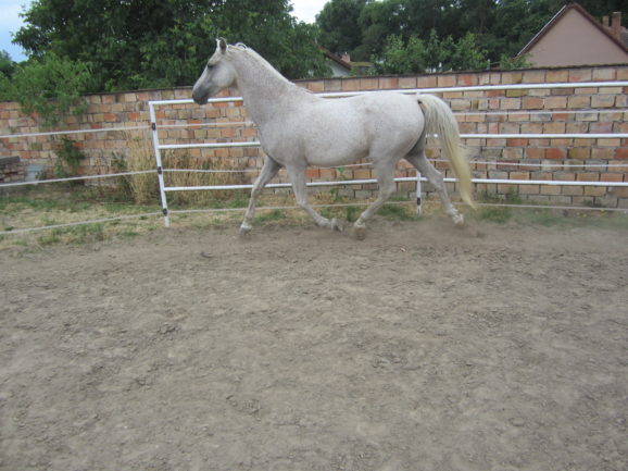 Zarándok