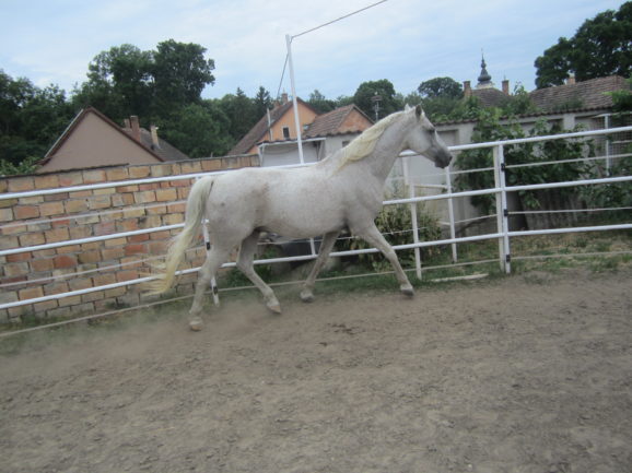 Zarándok