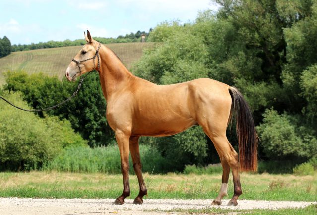 Cédrus