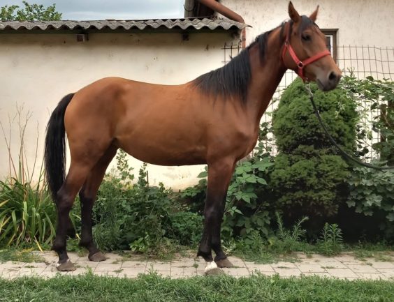 Formás Fréda