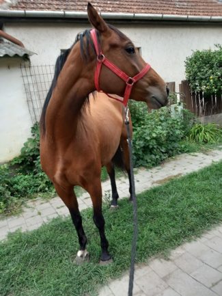 Formás Fréda