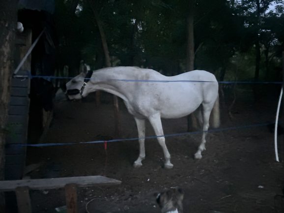 Sonador