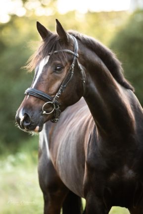 Caballero De La Noche
