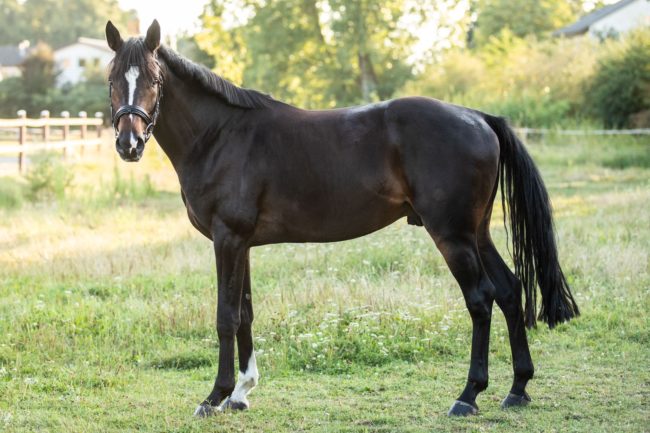 Caballero De La Noche
