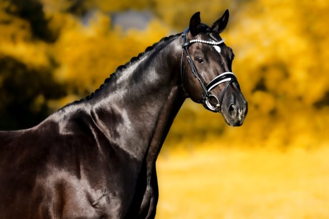 Tailormade Attention