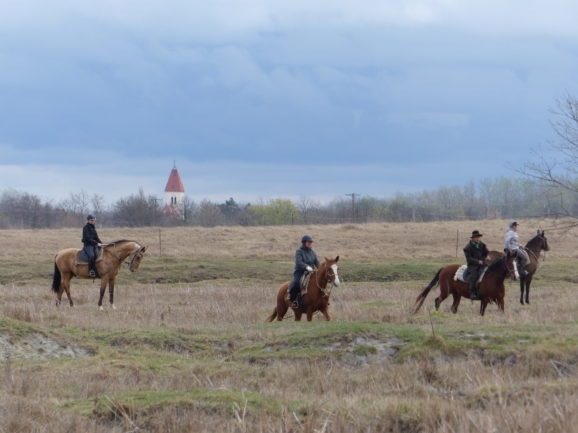 Tulipán
