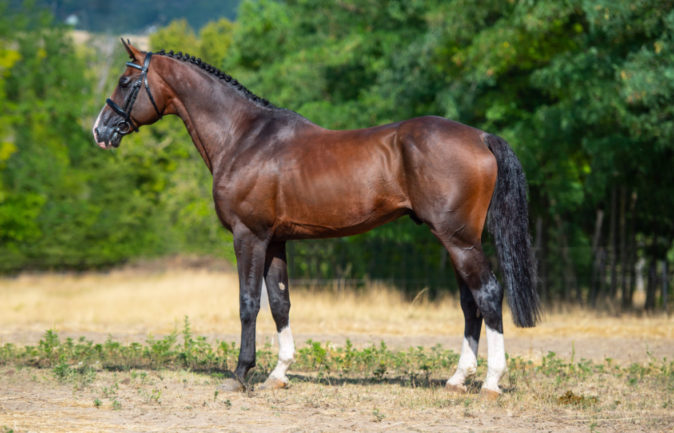 Givana L