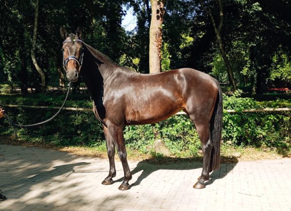 Avanoir