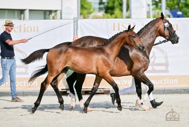 Tarpaccio BZS