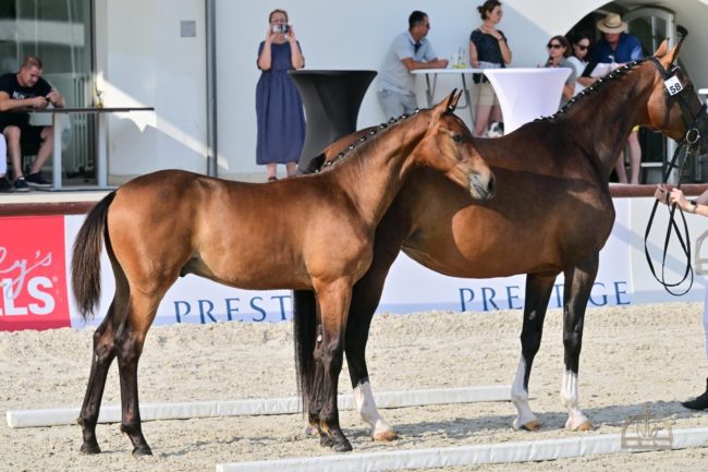 Tarpaccio BZS